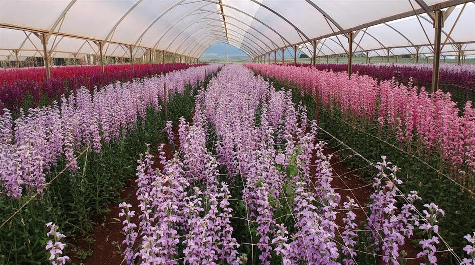 Flamingo Flowers polytunnel